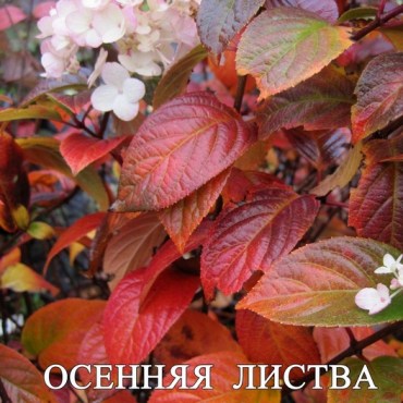 V ваниль фр